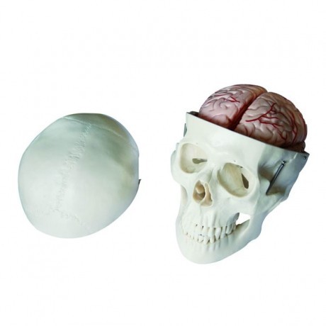 头骨带8部分脑动脉模型