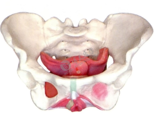 医学教学模型 医学教学模型
