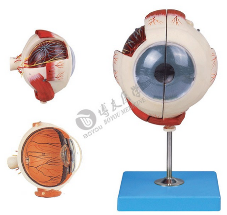 医学教学模型