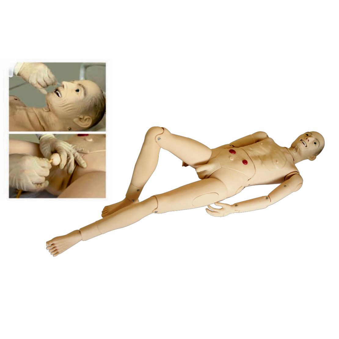 医学教学模型 医学教学模型