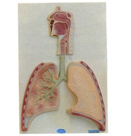 医学教学模型 医学教学模型