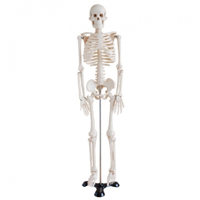 人体骨骼模型85cm